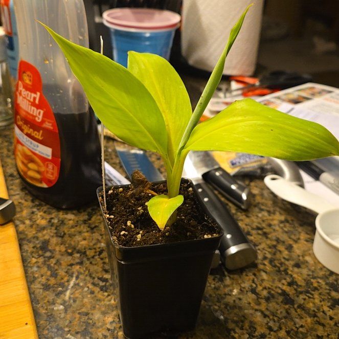 Photo of the plant species Super Dwarf Cavendish Banana by @PlayfulCashew named Messi on Greg, the plant care app