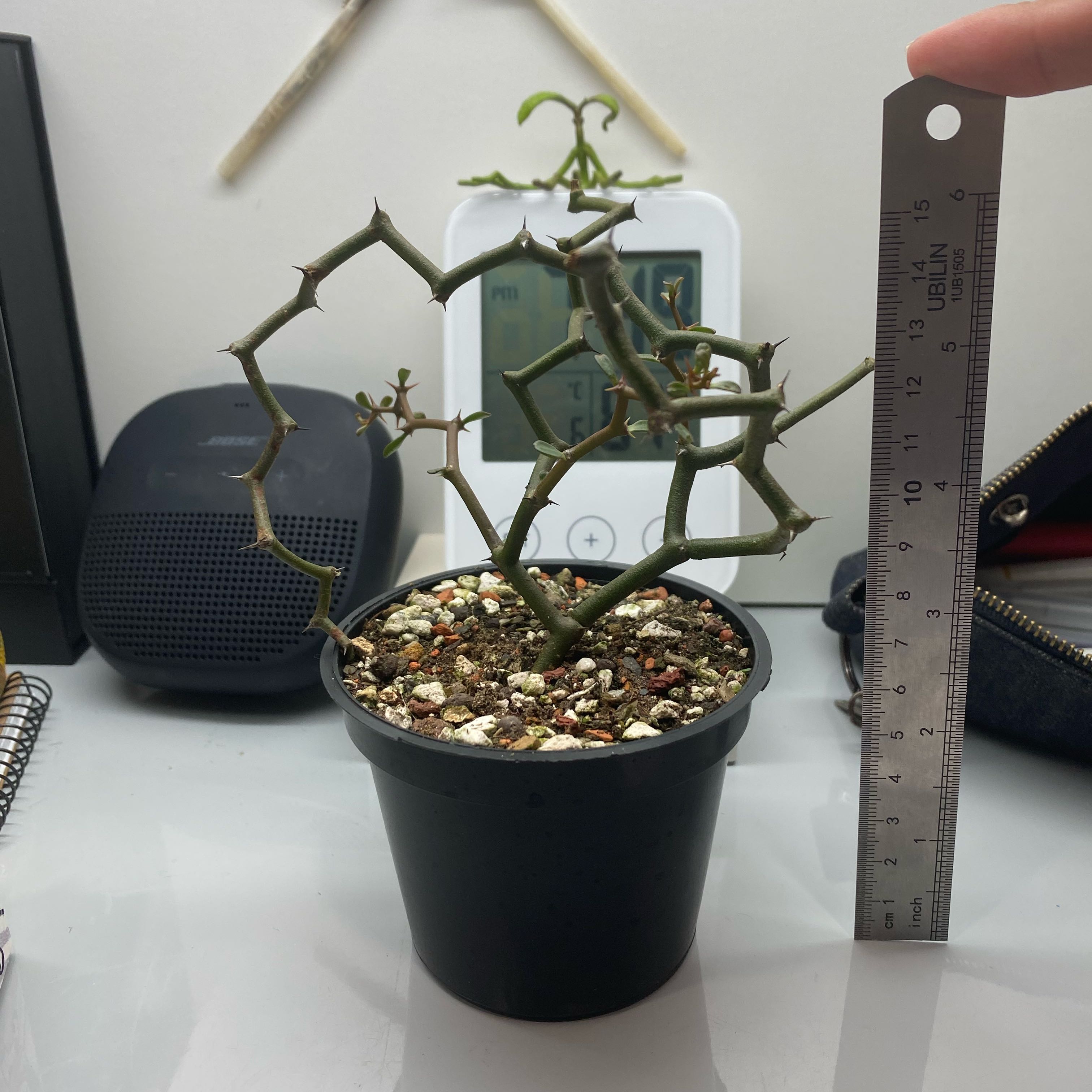 Photo of the plant species Zig Zag Plant by @CrispApplerose named Miglan branch on Greg, the plant care app