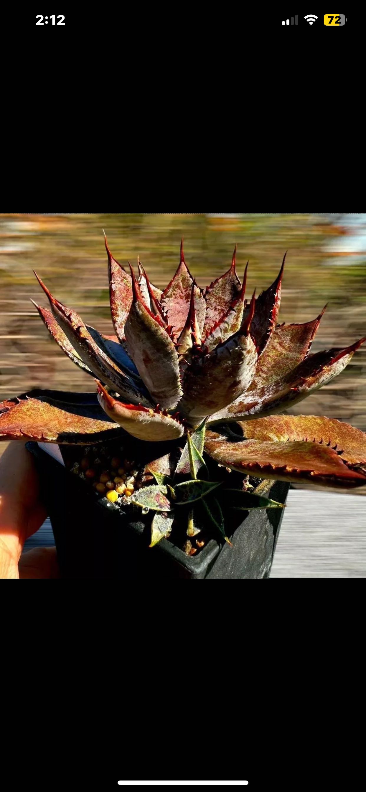 👑 Best Size and Type of Pot for Queen Victoria Agave