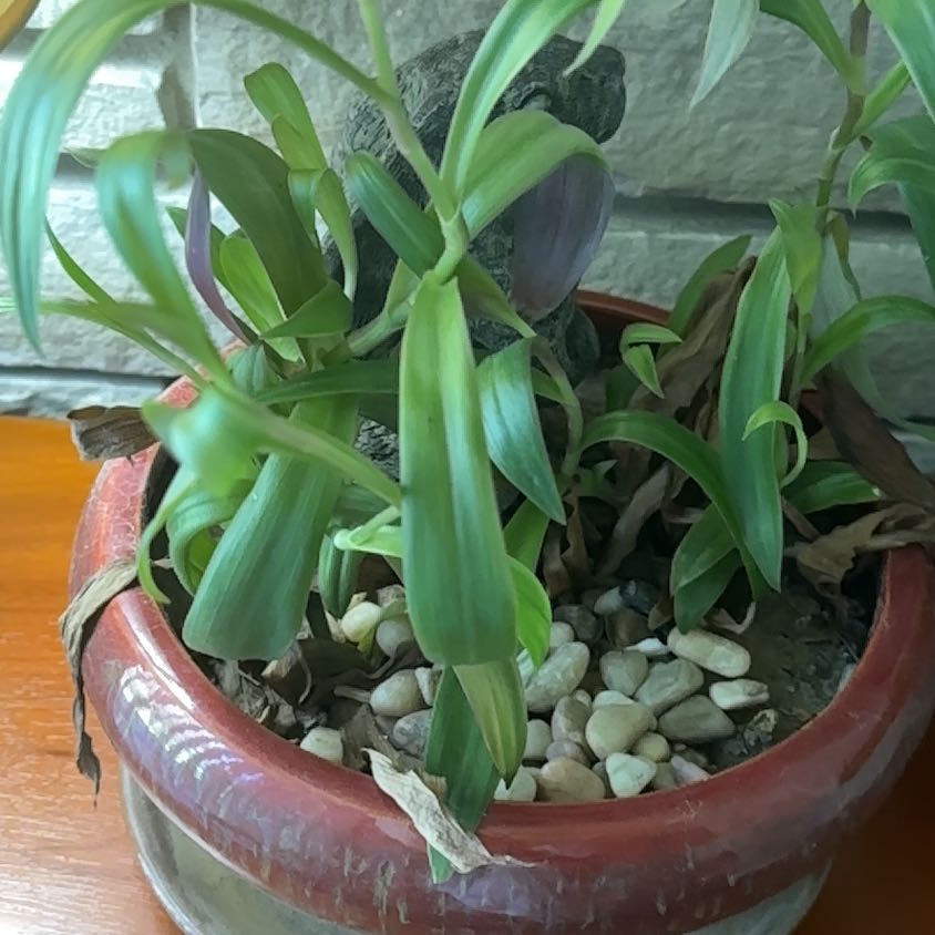 Photo of the plant species Rhoeo Oyster by @Law7514 named Lola on Greg, the plant care app