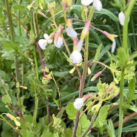 Photo of the plant species Wild Radish by @RichWildchives named Bodhi on Greg, the plant care app
