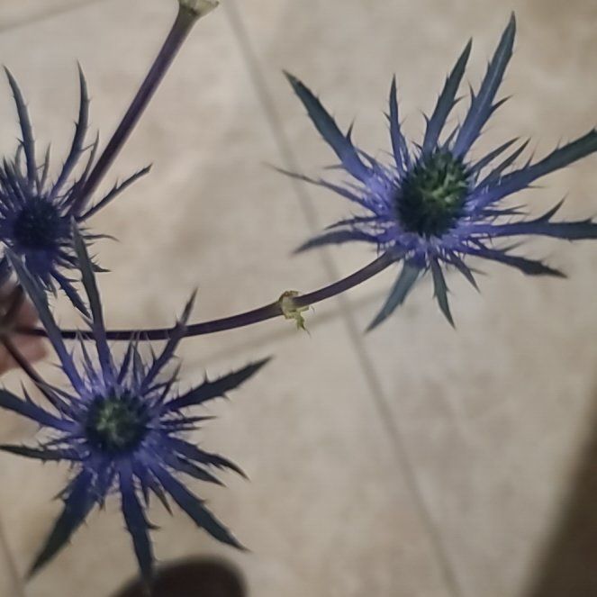 Photo of the plant species Flat Sea Holly by @VipAlpineavens named Walt on Greg, the plant care app