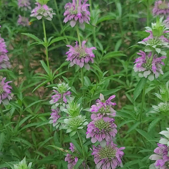 Photo of the plant species Lemon Bergamot by @VipAlpineavens named Anne on Greg, the plant care app