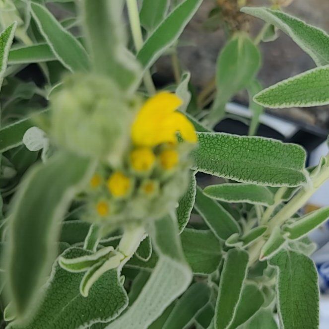 Photo of the plant species Jerusalem Sage by @VipAlpineavens named Leaf Erickson on Greg, the plant care app