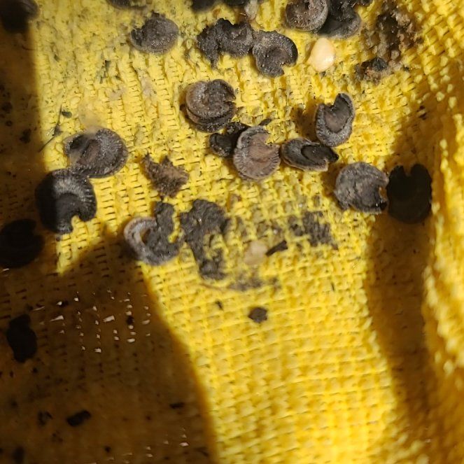 Photo of the plant species Common Bladder Moss by @VipAlpineavens named Navajo on Greg, the plant care app