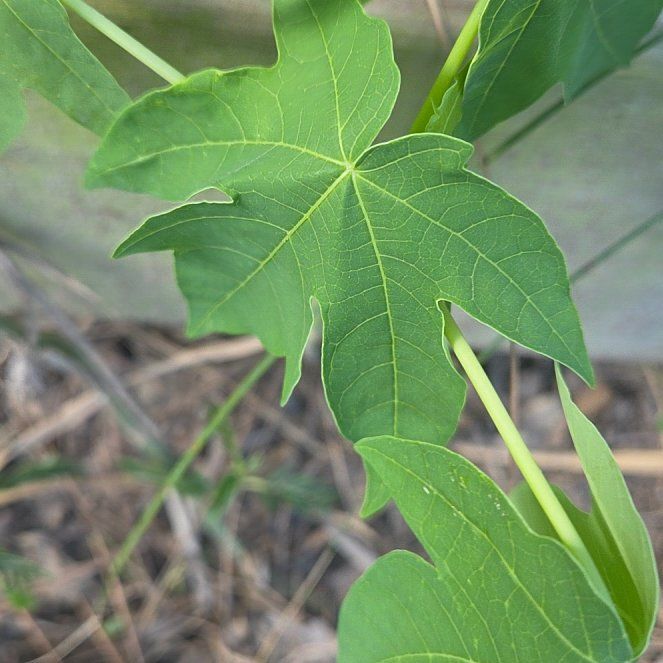 Photo of the plant species Papaya by @VipAlpineavens named Kardashian on Greg, the plant care app