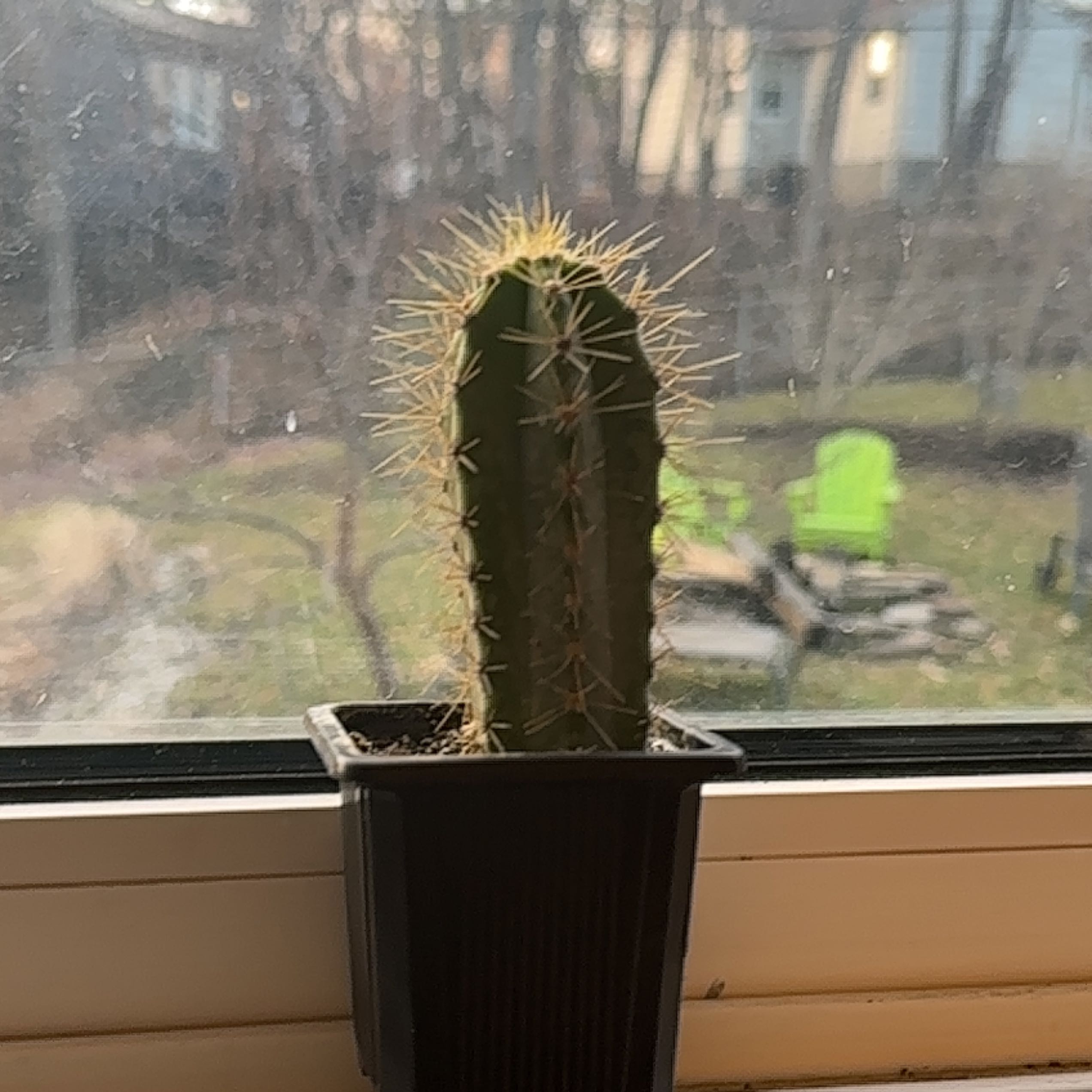 A healthy Hedge Cactus on a windowsill with an outdoor scene in the background.
