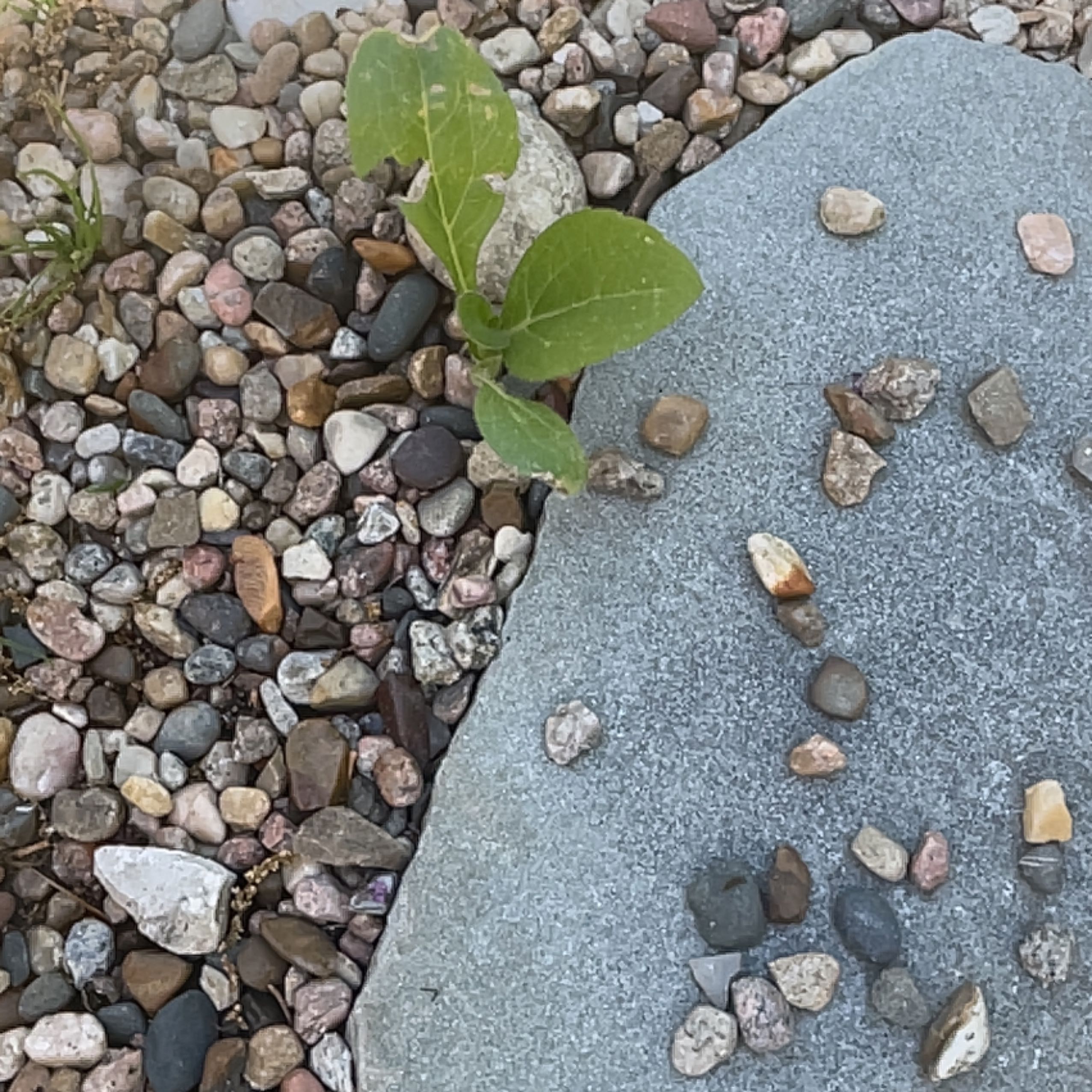 🌻 Why Are My Common Sunflower Leaves Curling?