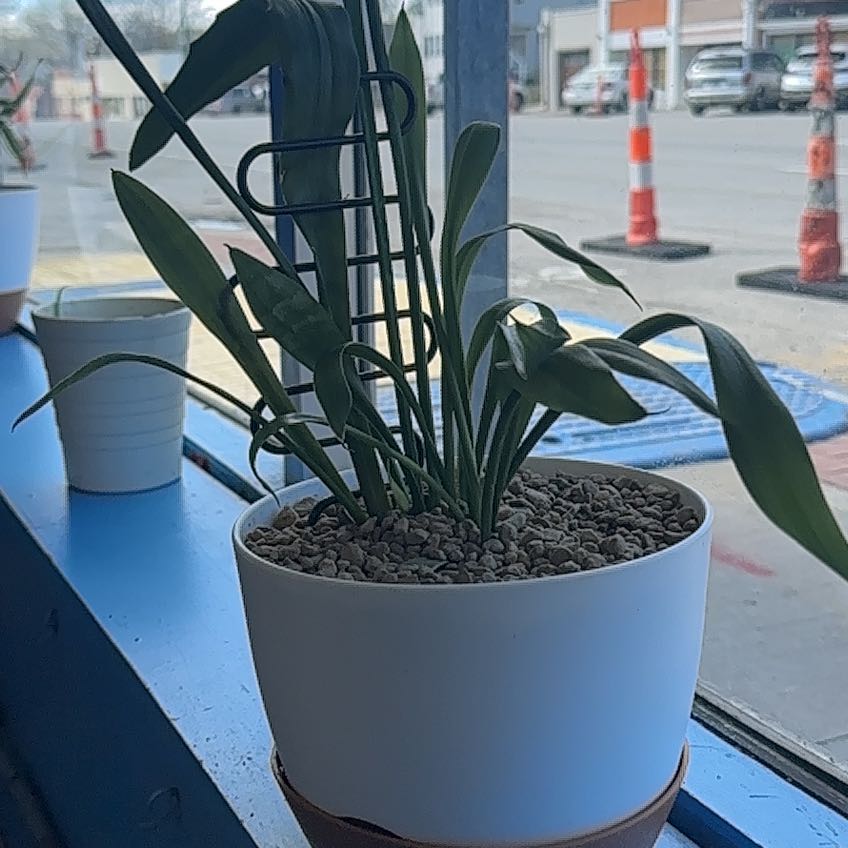 Photo of the plant species Jaboa Sansevieria by @aaronpeter named Muhammad Ali on Greg, the plant care app