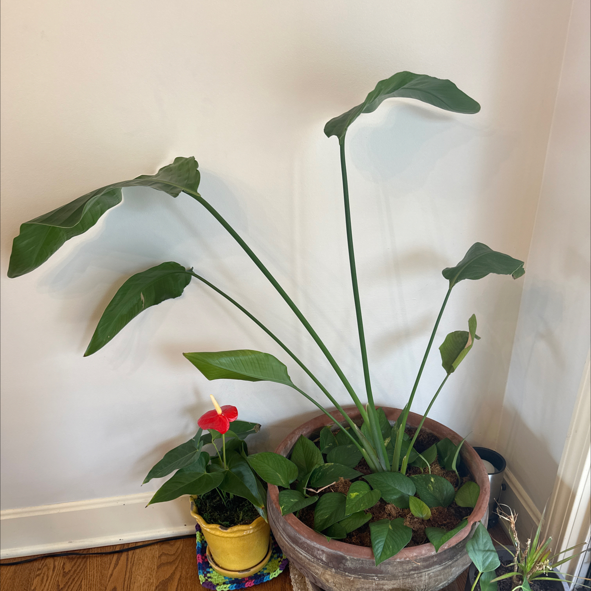 Bird of Paradise plant in a pot indoors, with another smaller plant with red flowers in a yellow pot next to it.