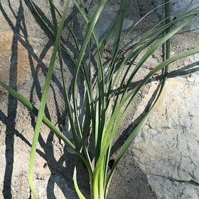 Photo of the plant species Calamagrostis arenaria by @UpfrontHornwort named Duke on Greg, the plant care app