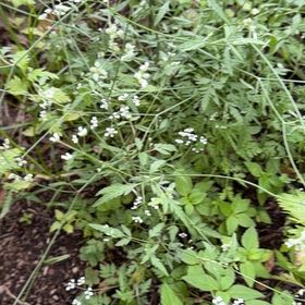 Photo of the plant species Spreading Hedgeparsley by @UpfrontHornwort named Einstein on Greg, the plant care app