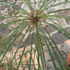 Photo of the plant species Papyrus by @UpfrontHornwort named Aristotle on Greg, the plant care app