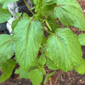 Photo of the plant species Hornbeam Copperleaf by @UpfrontHornwort named Harmony on Greg, the plant care app