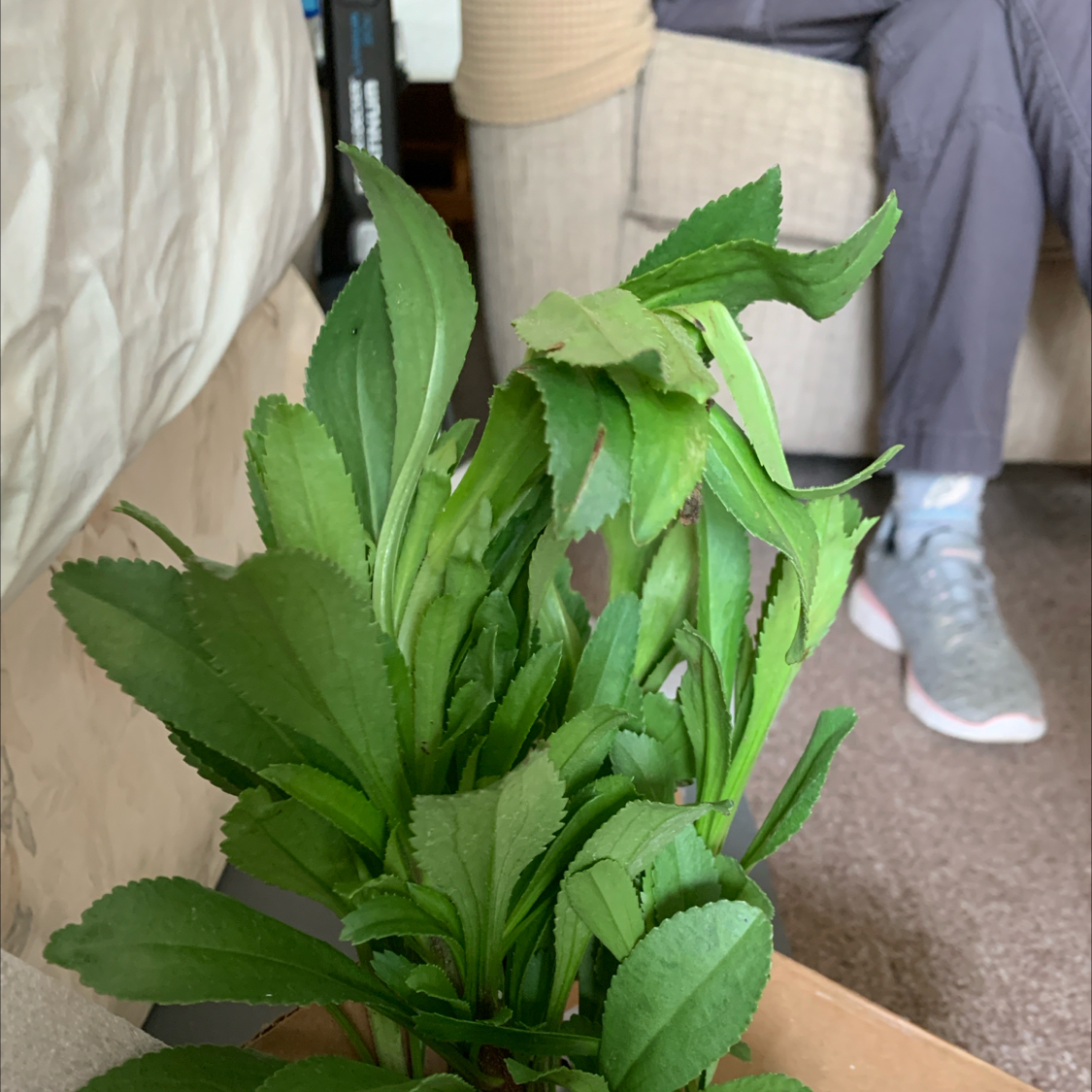 Shasta Daisy plant with healthy green leaves indoors, person in background.