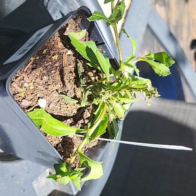 Photo of the plant species Amethyst Falls Wisteria by @SwiftVelvetweed named Luna on Greg, the plant care app