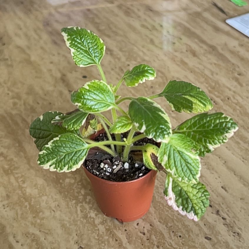 Photo of the plant species Spurflower by @PrimoWildradish named Cleopatra on Greg, the plant care app