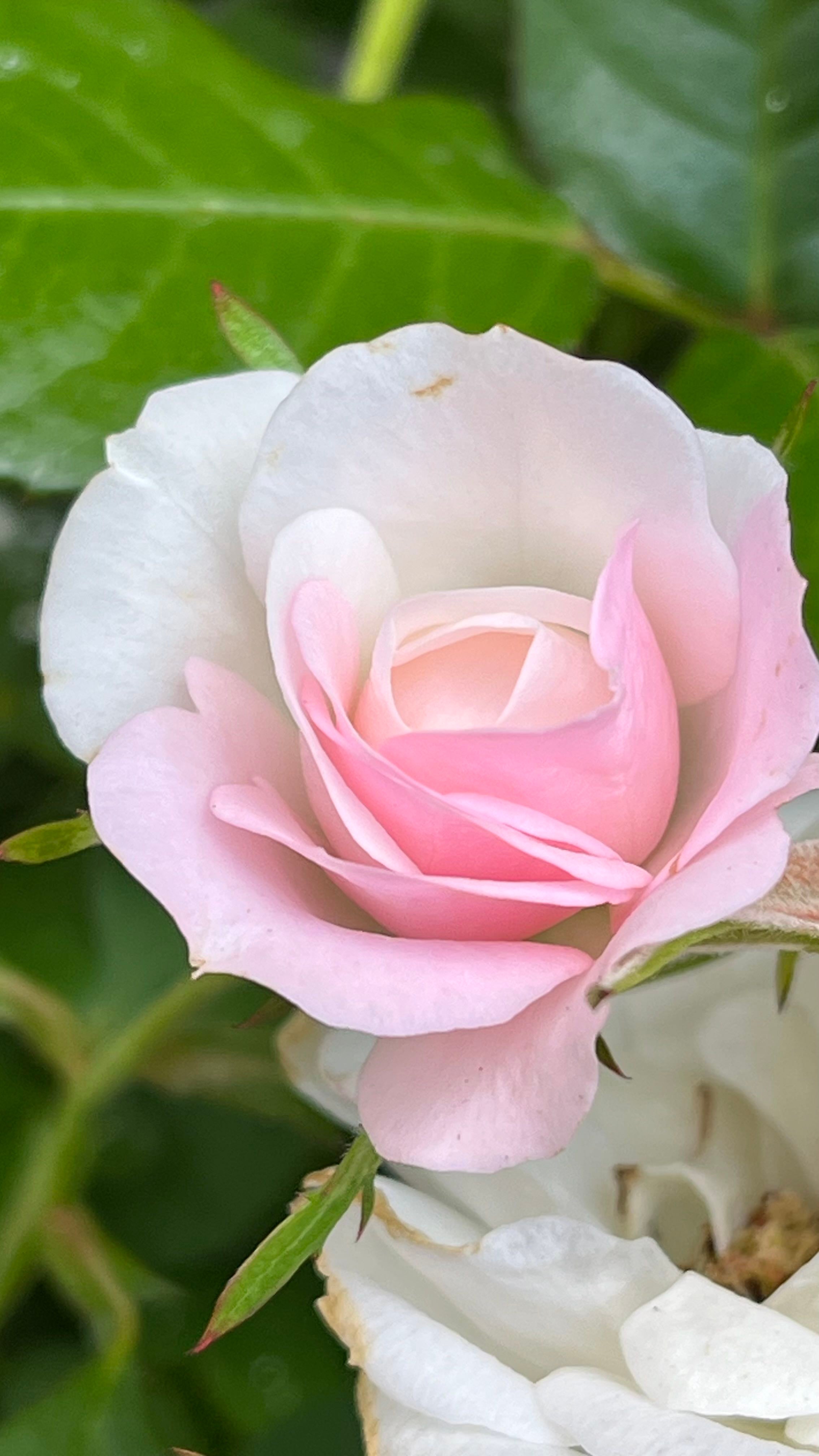 🌹 Your Double knock out rose's Light Requirements