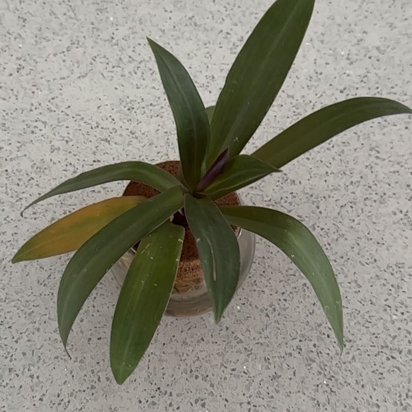 Photo of the plant species Rhoeo Oyster by @PoshPoisonpie named Kendall on Greg, the plant care app