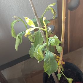Photo of the plant species Suarez Baobab by @ZarfAmethius named Keanu Leaves on Greg, the plant care app