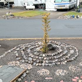 Photo of the plant species Hollywood Juniper by @ZarfAmethius named Remington on Greg, the plant care app