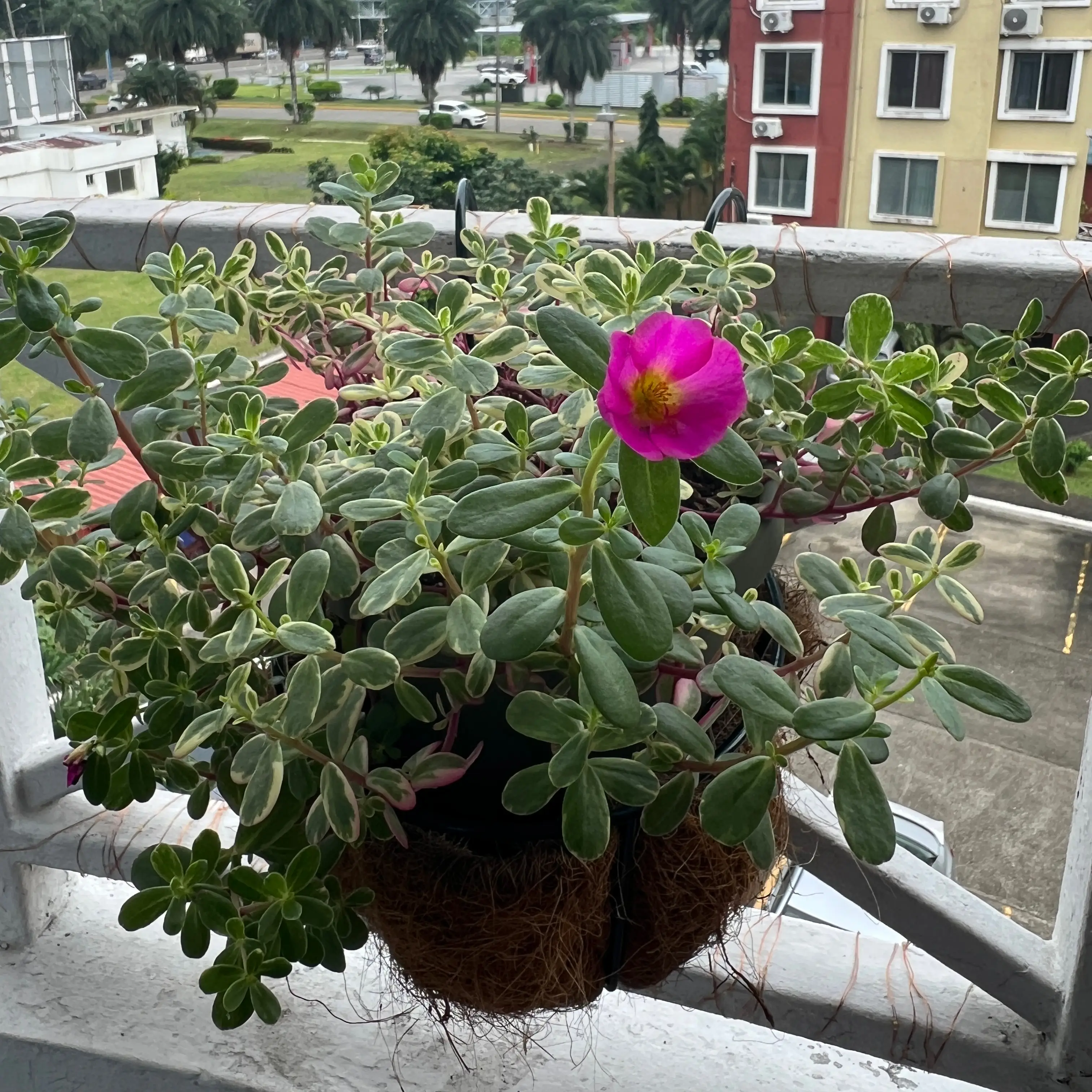 Photo of the plant species Portulaca oleracea 'Variegata' by @MimiGardenPty named Captain Plant-it on Greg, the plant care app