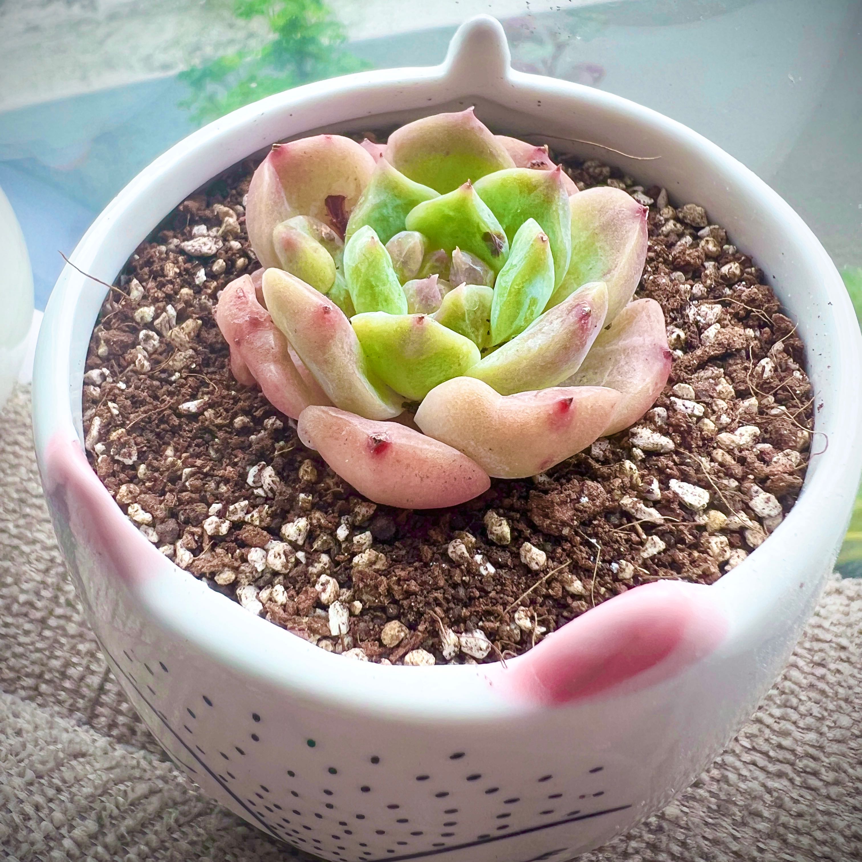 Photo of the plant species Little Beauty by @MimiGardenPty named Sproutacus on Greg, the plant care app