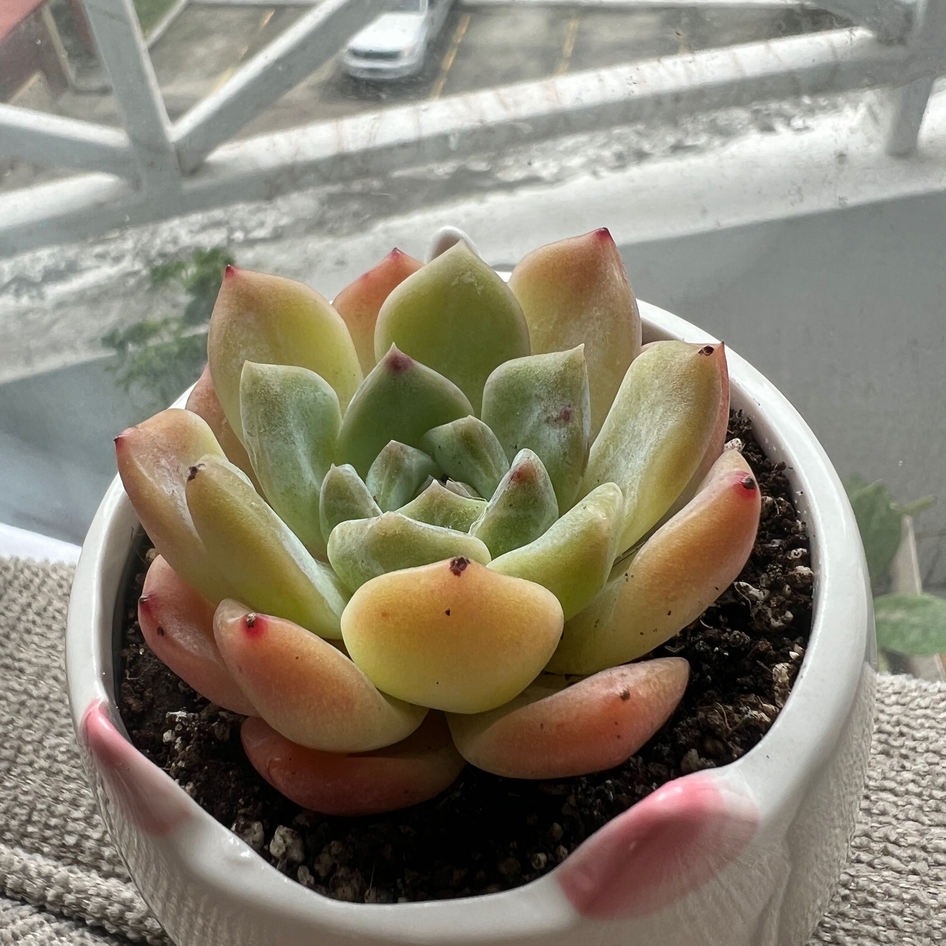 Photo of the plant species Little Beauty by @MimiGardenPty named Succulent Star Snow on Greg, the plant care app