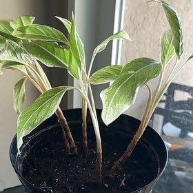 Photo of the plant species Siam Pink Chinese Evergreen by @TryBegoniarex named Luna on Greg, the plant care app