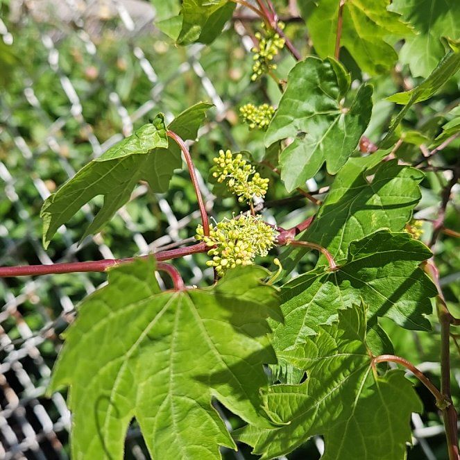 Photo of the plant species Frost Grape by @DollFlapjacks named Hemingway on Greg, the plant care app