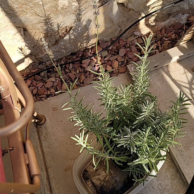 Photo of the plant species Munstead Lavender by @BreezySeepmuhly named Harry on Greg, the plant care app