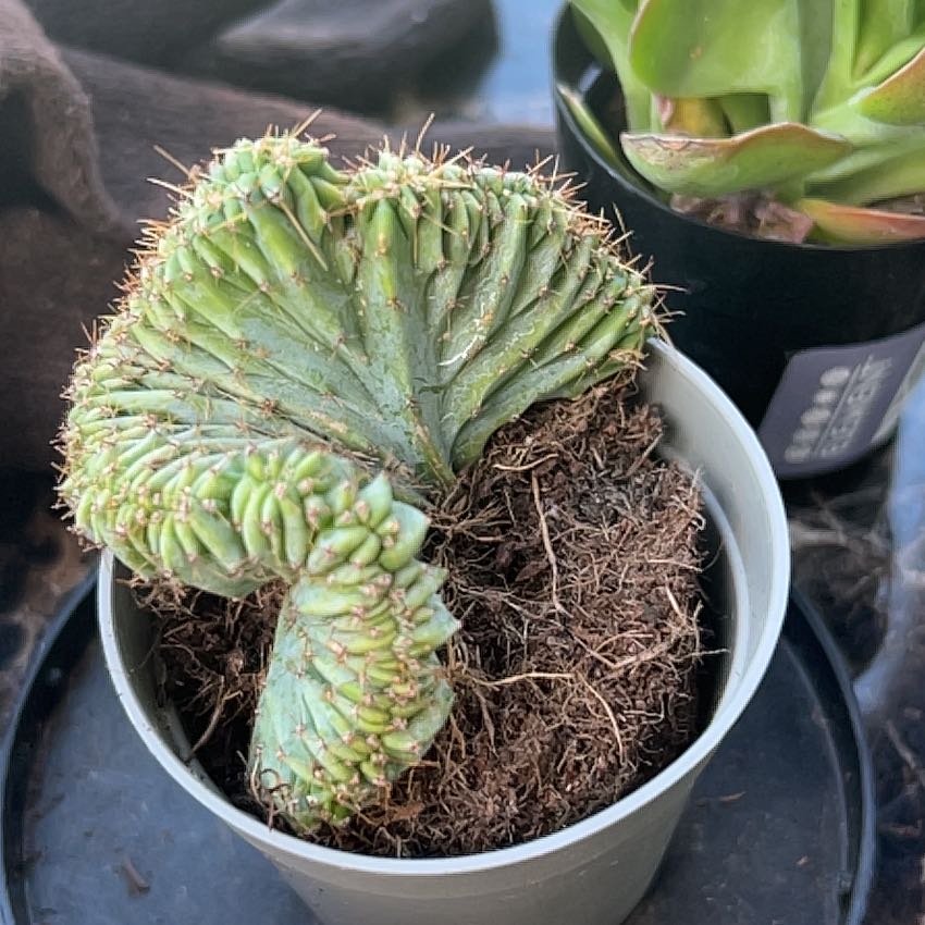 Photo of the plant species Crested Blue Flame by @CrystalsOasis named McKinley on Greg, the plant care app