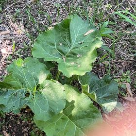 Photo of the plant species Garden Rhubarb by @CrystalsOasis named Terra on Greg, the plant care app