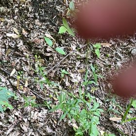 Photo of the plant species Sacred Bamboo by @CrystalsOasis named Scarlett on Greg, the plant care app