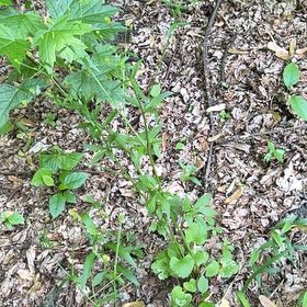 Photo of the plant species Yellowroot by @CrystalsOasis named Robert Plant on Greg, the plant care app