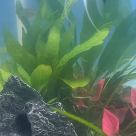 Photo of the plant species Amazon Sword by @FirstGrayssedge named Mollie on Greg, the plant care app