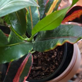 Photo of the plant species Mother and Daughter Croton by @JuicyDuece named Elle on Greg, the plant care app