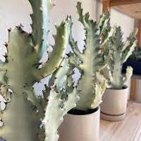 Photo of the plant species Dragon Bone by @JuicyDuece named Sol on Greg, the plant care app