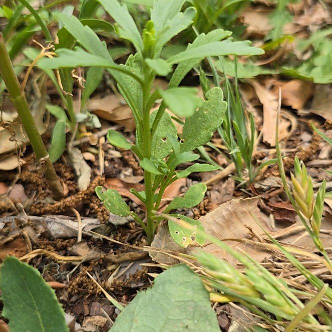 Photo of the plant species Sceptridium dissectum by @UpbeatHeartleaf named Nemo on Greg, the plant care app