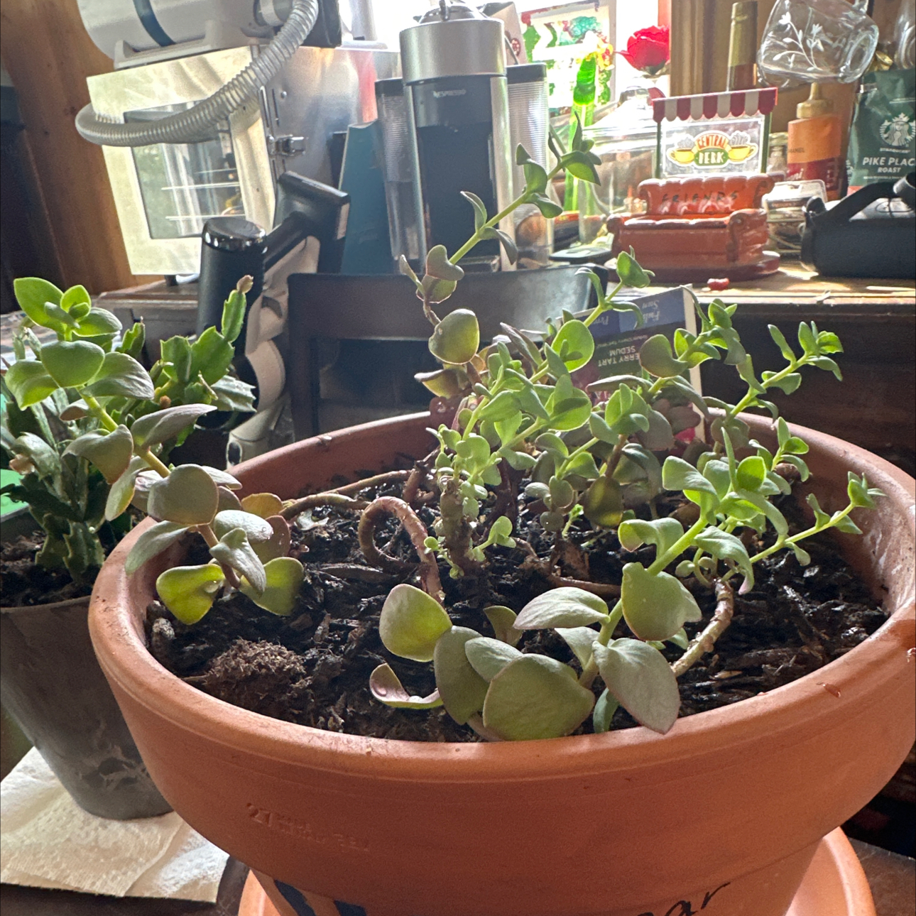 Photo of the plant species SunSparkler™️ Cherry Tart Sedum by @QuickCalendula named Sherlock on Greg, the plant care app