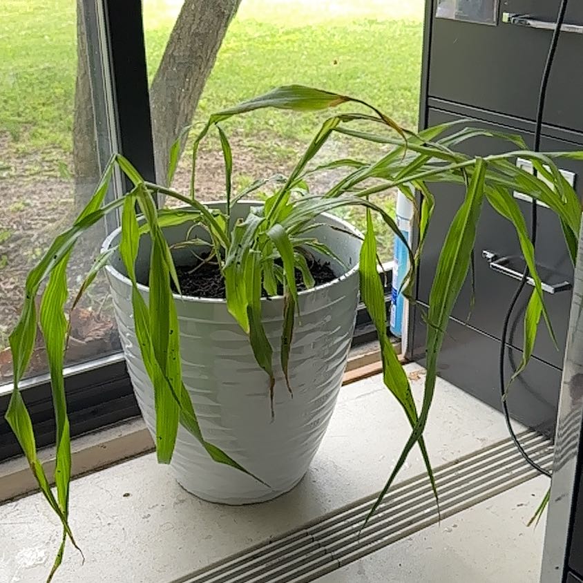 Photo of the plant species Job's Tears by @QuickCalendula named Sahara on Greg, the plant care app