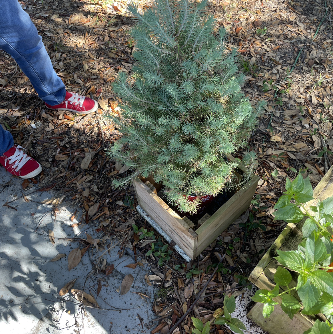 Blue Spruce plant in a wooden container with a person's legs visible nearby.