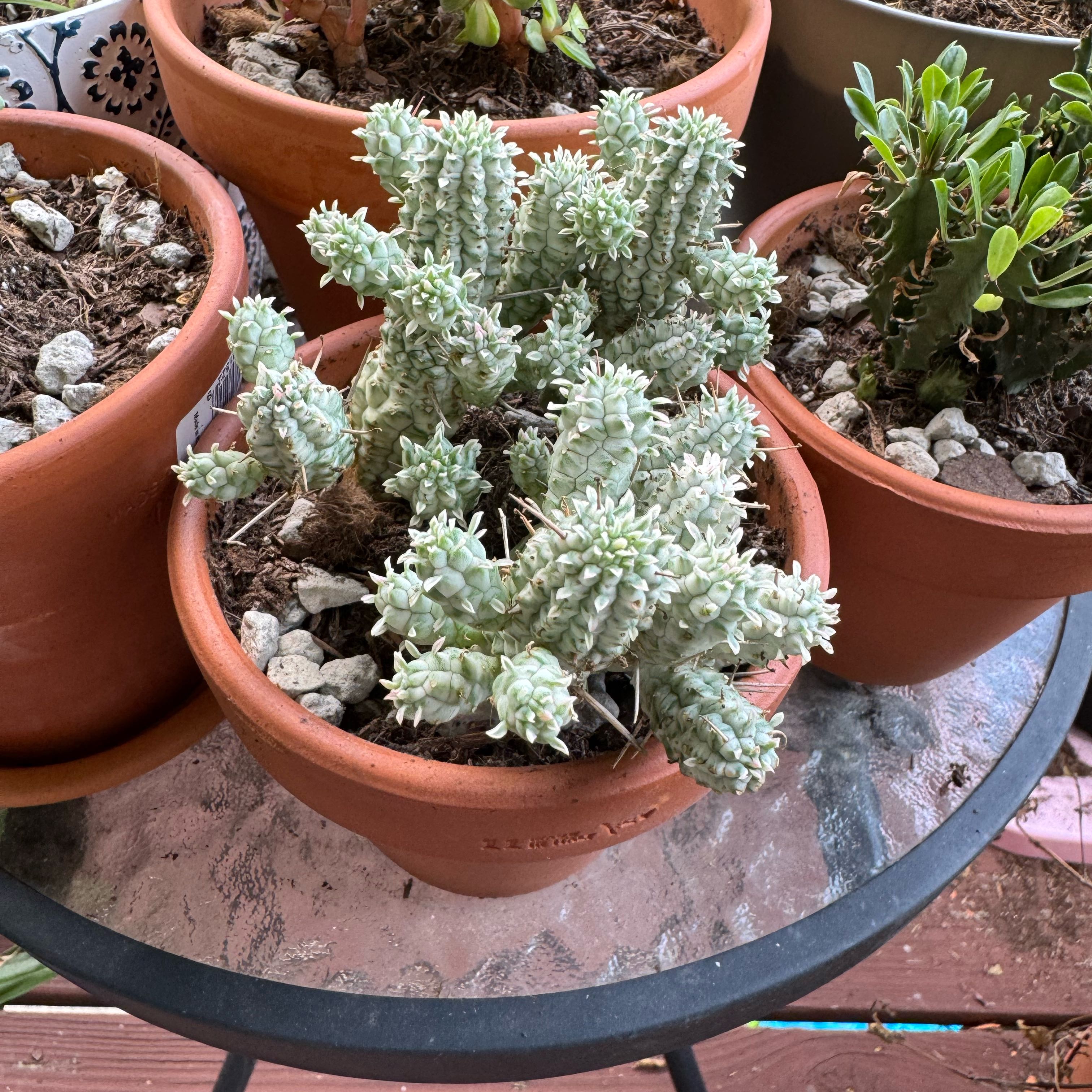 Photo of the plant species Corncob Cactus by @BelovedCatgrass named Sage on Greg, the plant care app