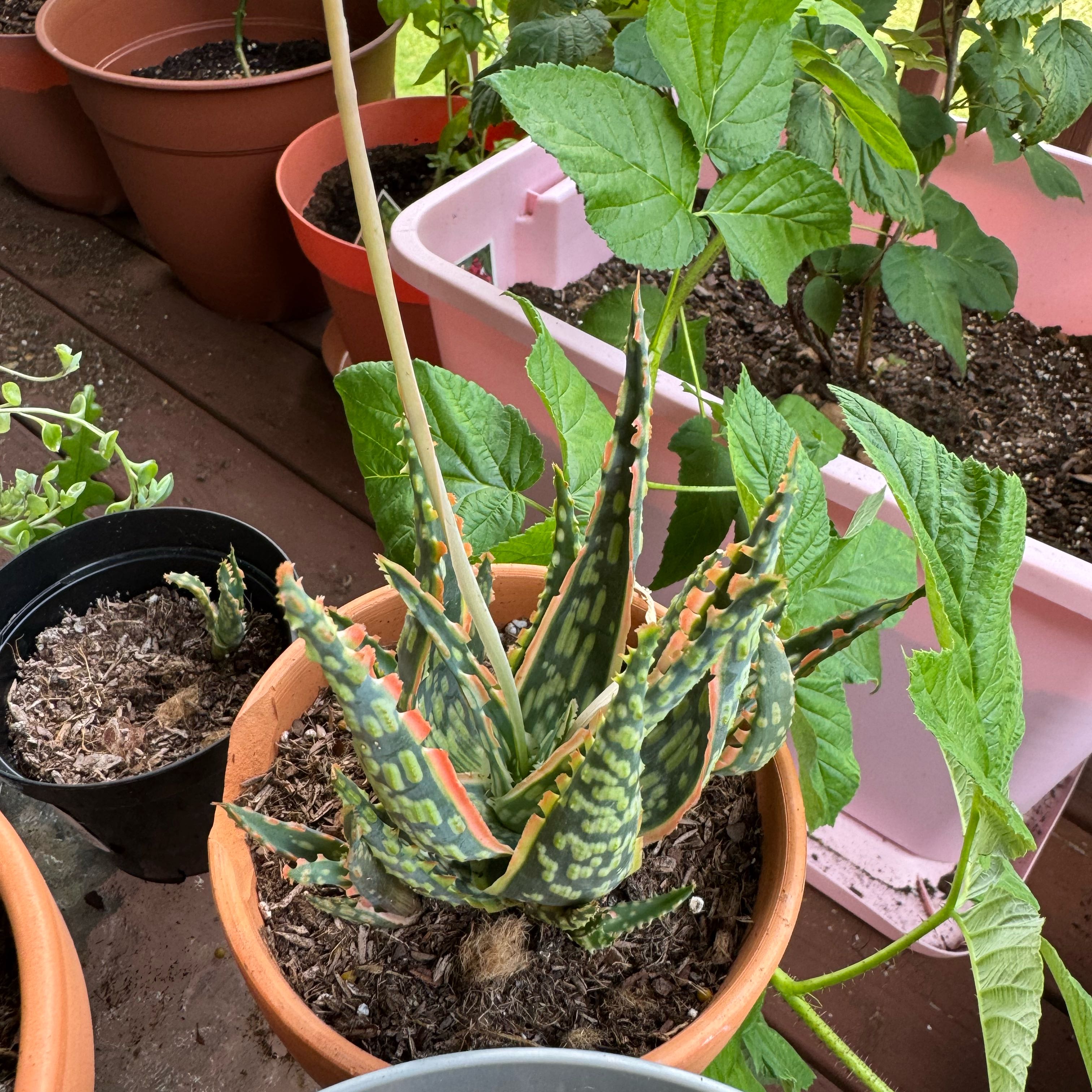 Photo of the plant species Aloe 'Christmas Carol' by @BelovedCatgrass named Carol on Greg, the plant care app