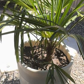 Photo of the plant species Mediterranean Fan Palm 'Argentea' by @Soleigh named Naomi on Greg, the plant care app
