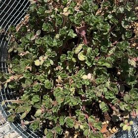 Photo of the plant species Portulaca by @Soleigh named Duke on Greg, the plant care app