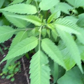 Photo of the plant species Devil's Beggartick by @AnewPachycormus named Marilyn on Greg, the plant care app