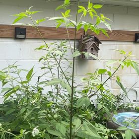 Photo of the plant species Chaste Tree by @AnewPachycormus named Sherlock on Greg, the plant care app