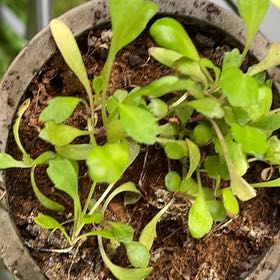 Photo of the plant species Shepherd's Purse by @AnewPachycormus named Marilyn on Greg, the plant care app