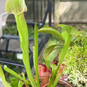 Photo of the plant species Yellow Trumpets by @AnewPachycormus named Muhammad Ali on Greg, the plant care app